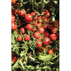 Фортикс F1 - томат детерминантный, 5 000 семян, Syngenta (Сингента), Голландия фото, цена
